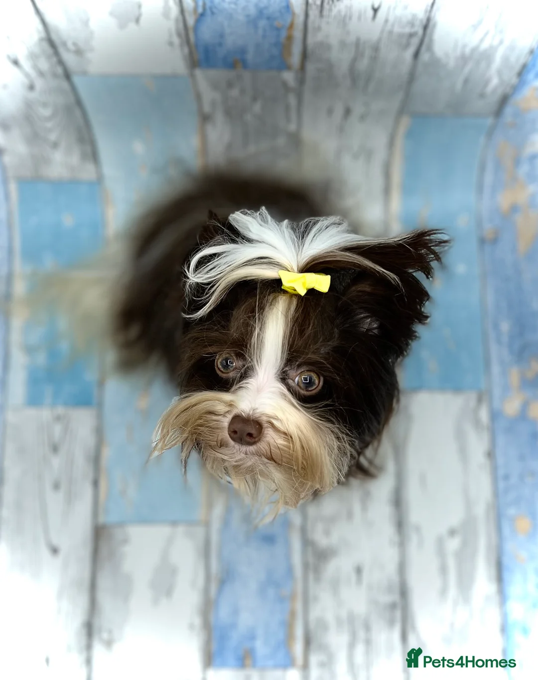 Yorkshire Terrier dogs for stud: DNA tested Tiny Biro and Choco Stud Boys   in Coventry - Advert 12