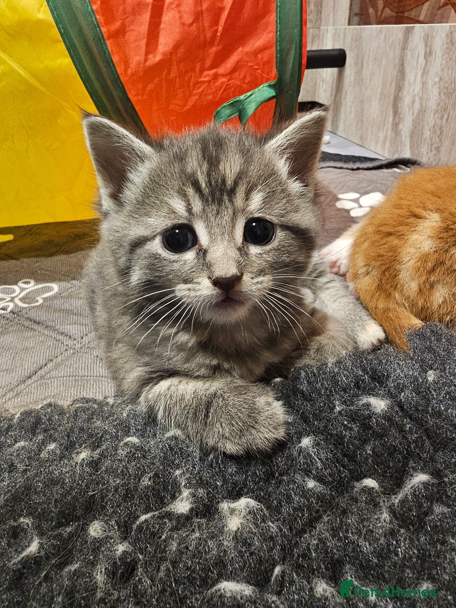 Long haired grey tabby 