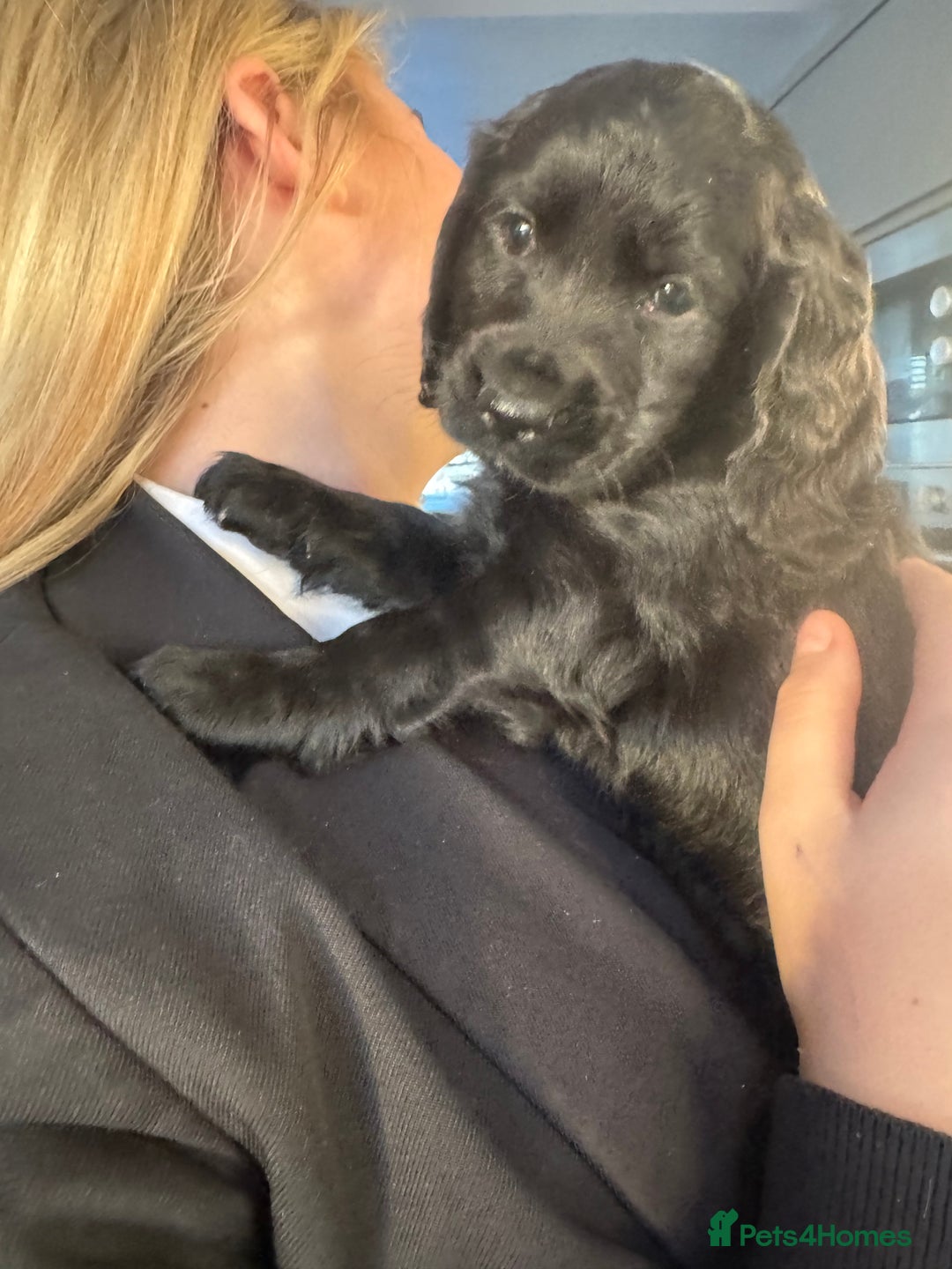 Cockapoo dogs for sale: Beautiful black F1B cockapoo boy ready next week  - Advert 8