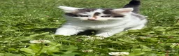 Mixed Breed cats for sale: Beautiful Cats & Kittens Looking for Their a home  in West Drayton - Advert 3