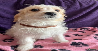 Cavachon dogs - Advert 2