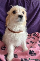 Cavachon dogs - Advert 2