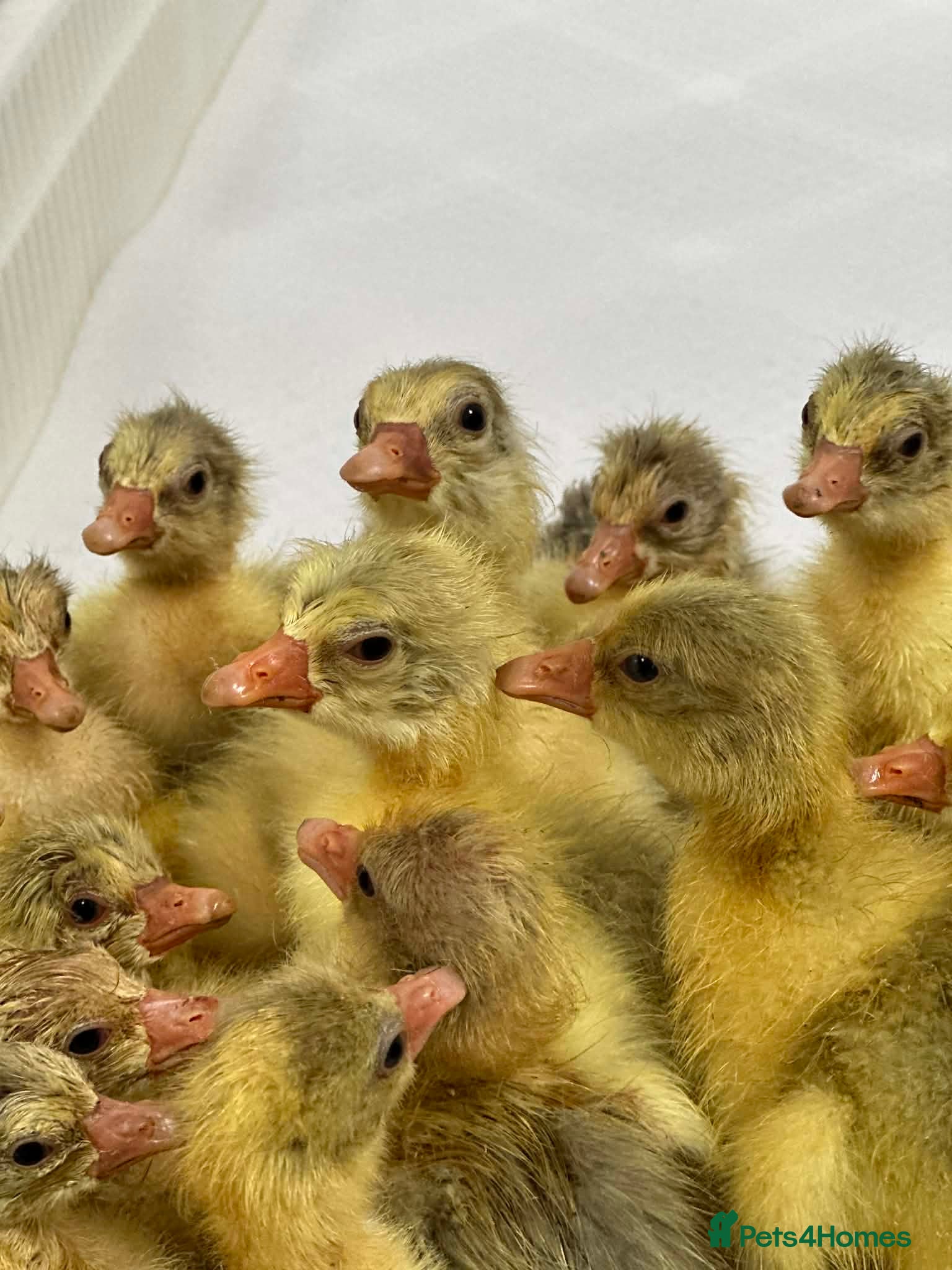 Geese poultry 3 x Emden Goslings For Sale - Advert 2