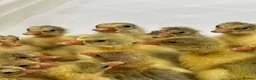 Geese poultry for sale: 3 x Emden Goslings For Sale - Advert 1