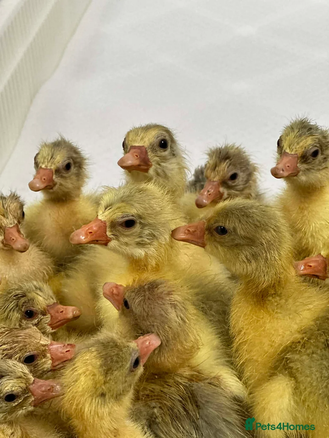 Geese poultry for sale: 3 x Emden Goslings For Sale - Advert 1