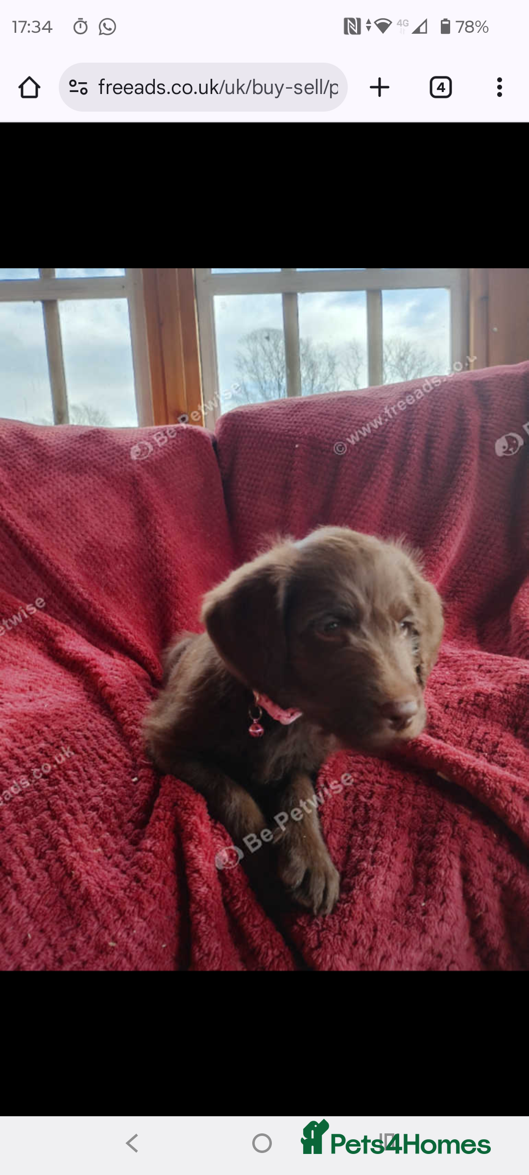 Labradoodle dogs for sale: Labradoodle puppies - Advert 7