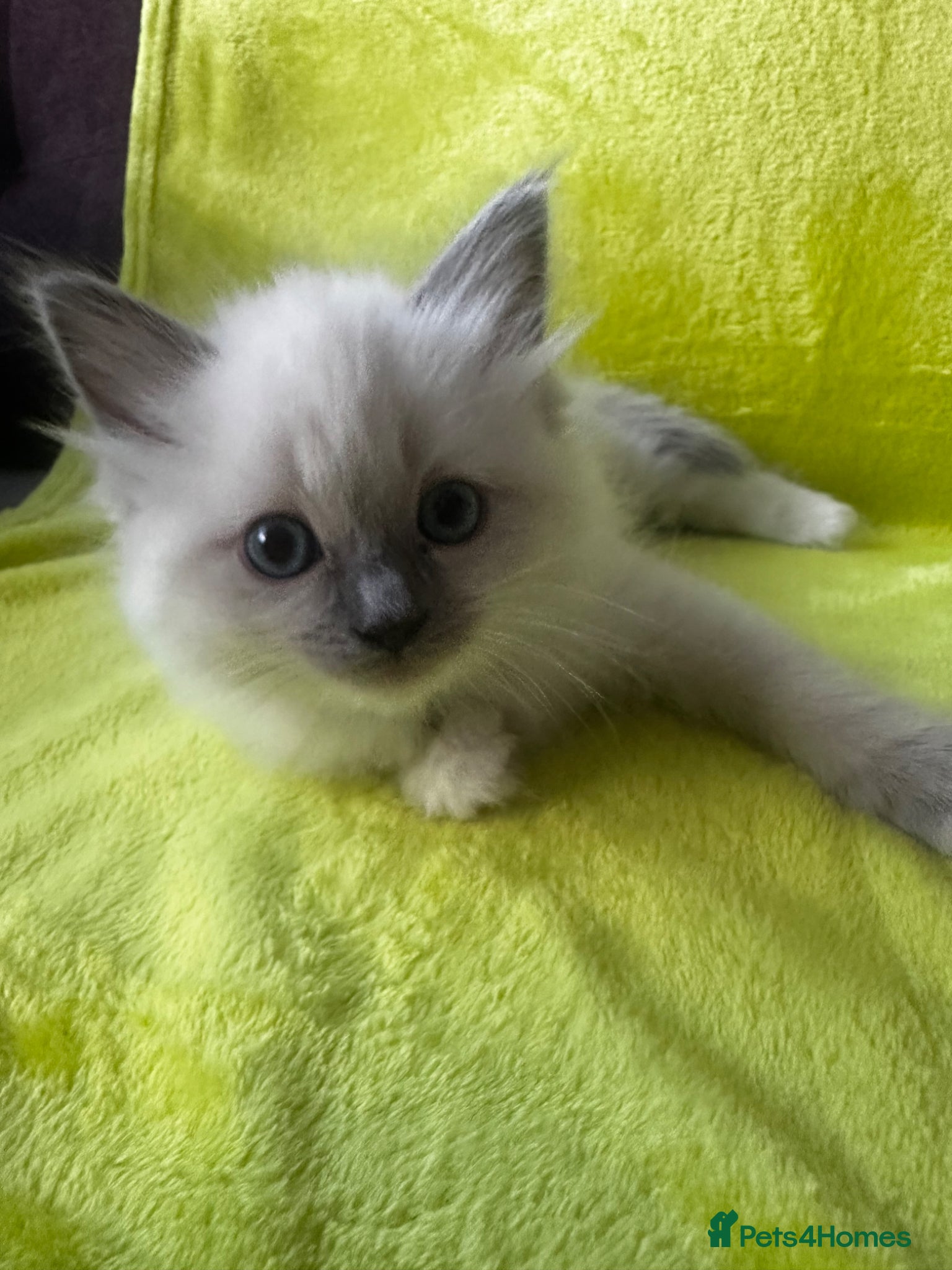 Ragdoll cats for sale: Beautiful Purebred Ragdoll Kittens - Advert 13