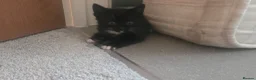 Mixed Breed cats for sale: 1 kitten left. in Haverfordwest - Advert 3