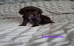 Cocker Spaniel dogs for sale: Stunning cocker spaniels for sale - Image 23