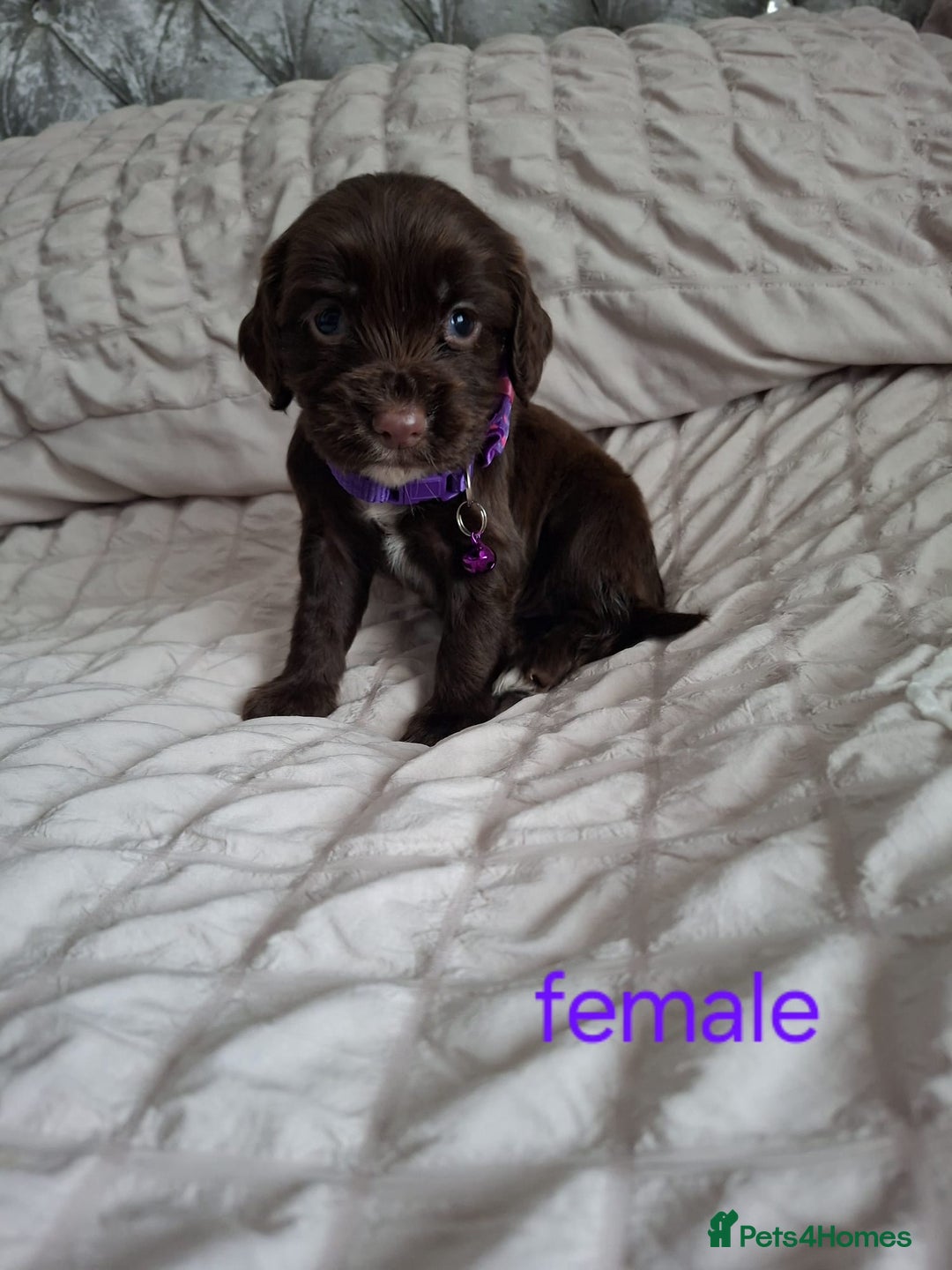 Cocker Spaniel dogs for sale: Stunning cocker spaniels for sale - Image 23