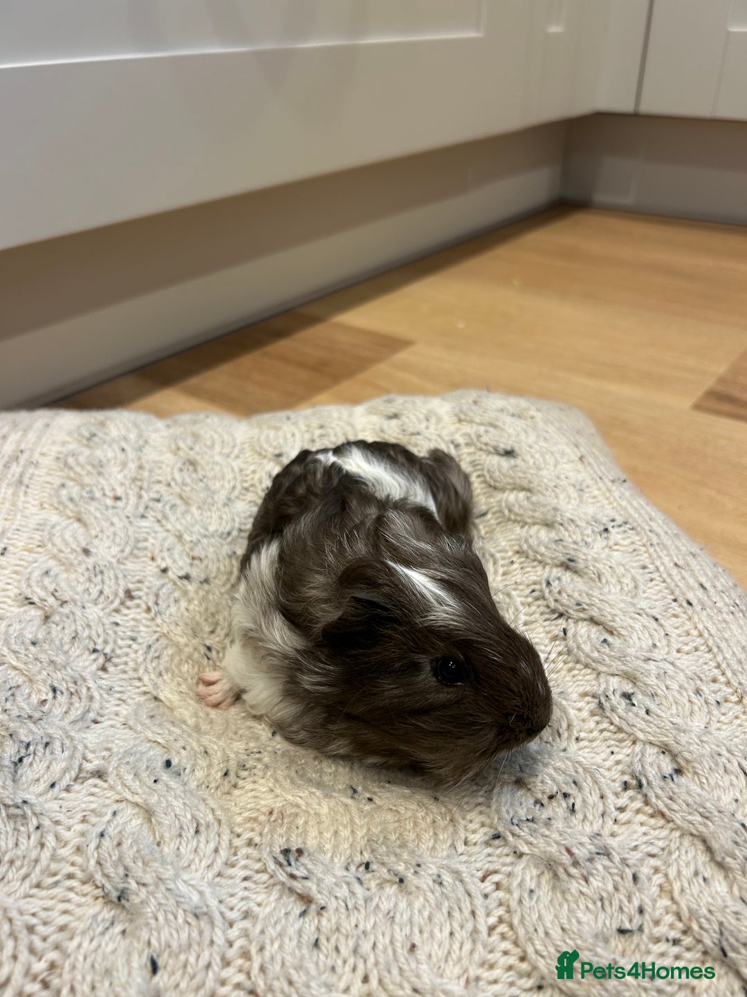 Guinea Pig rodents for sale: Guinea pigs 🐹🐹🐹 near Totnes, Devon - Advert 4