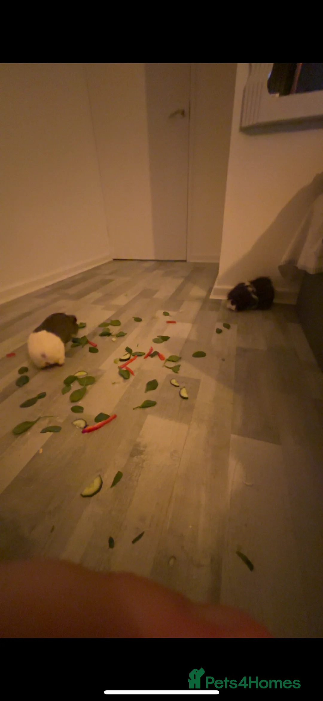 Guinea Pig rodents for sale: Two male guinea pigs - Advert 3