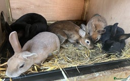 Rex rabbits for sale: Mini Rex and mini Rex cross - Image 5