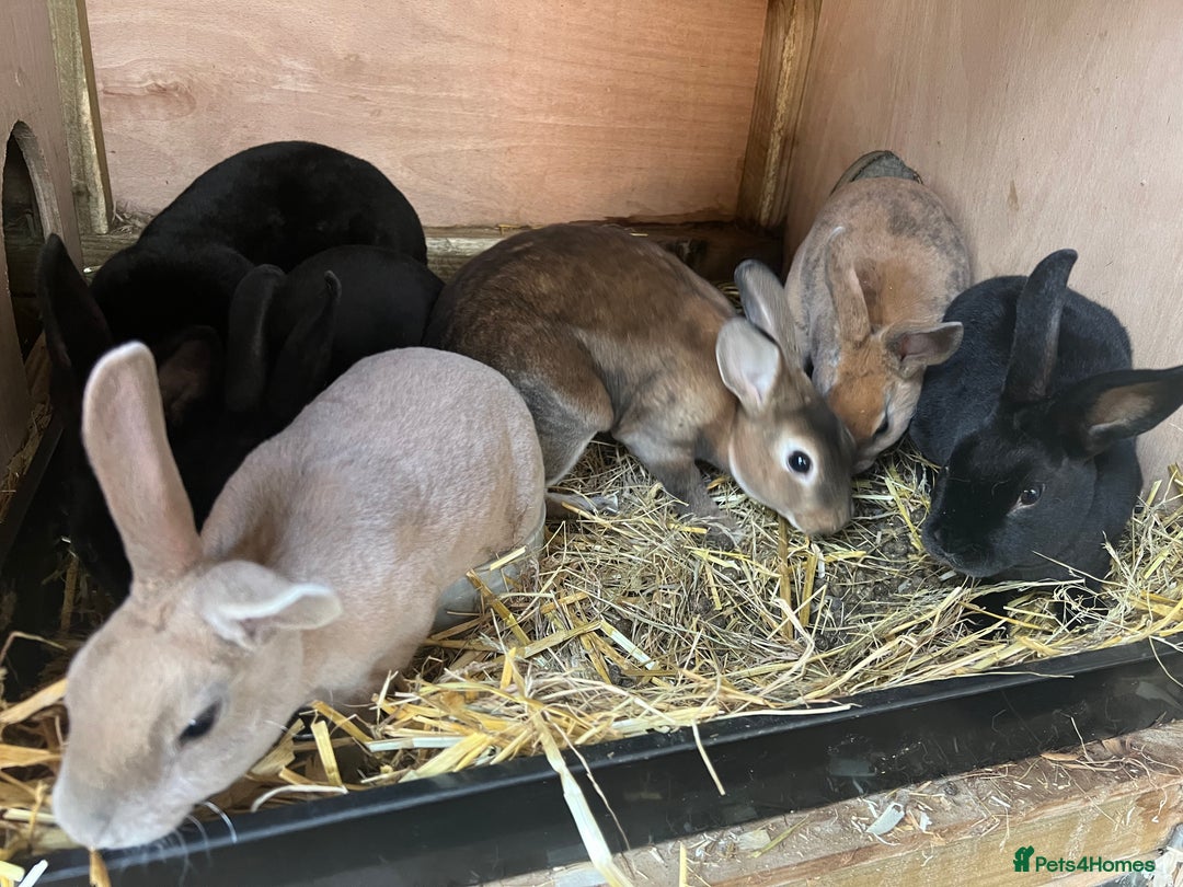 Rex rabbits for sale: Mini Rex and mini Rex cross - Image 5