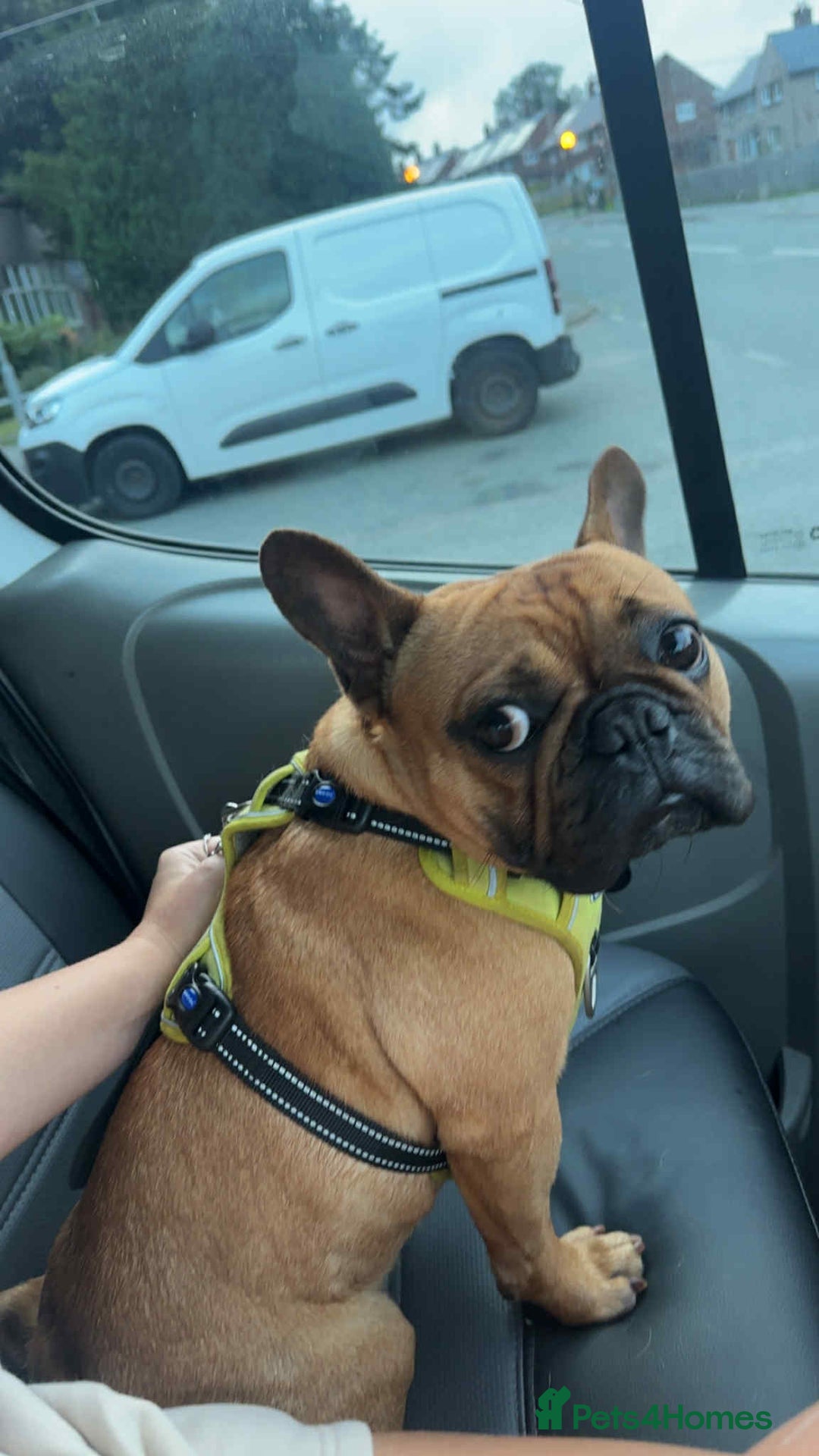 French Bulldog dogs for sale: Red French bulldog - Image 3