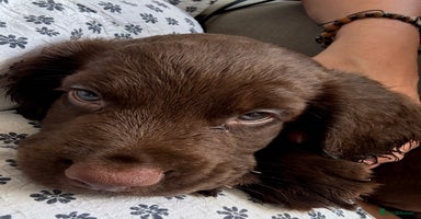 Cocker Spaniel dogs - Advert 2