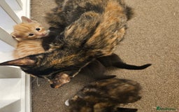British Shorthair cats for sale: 4 baby kittens and 1 mother  - Image 6
