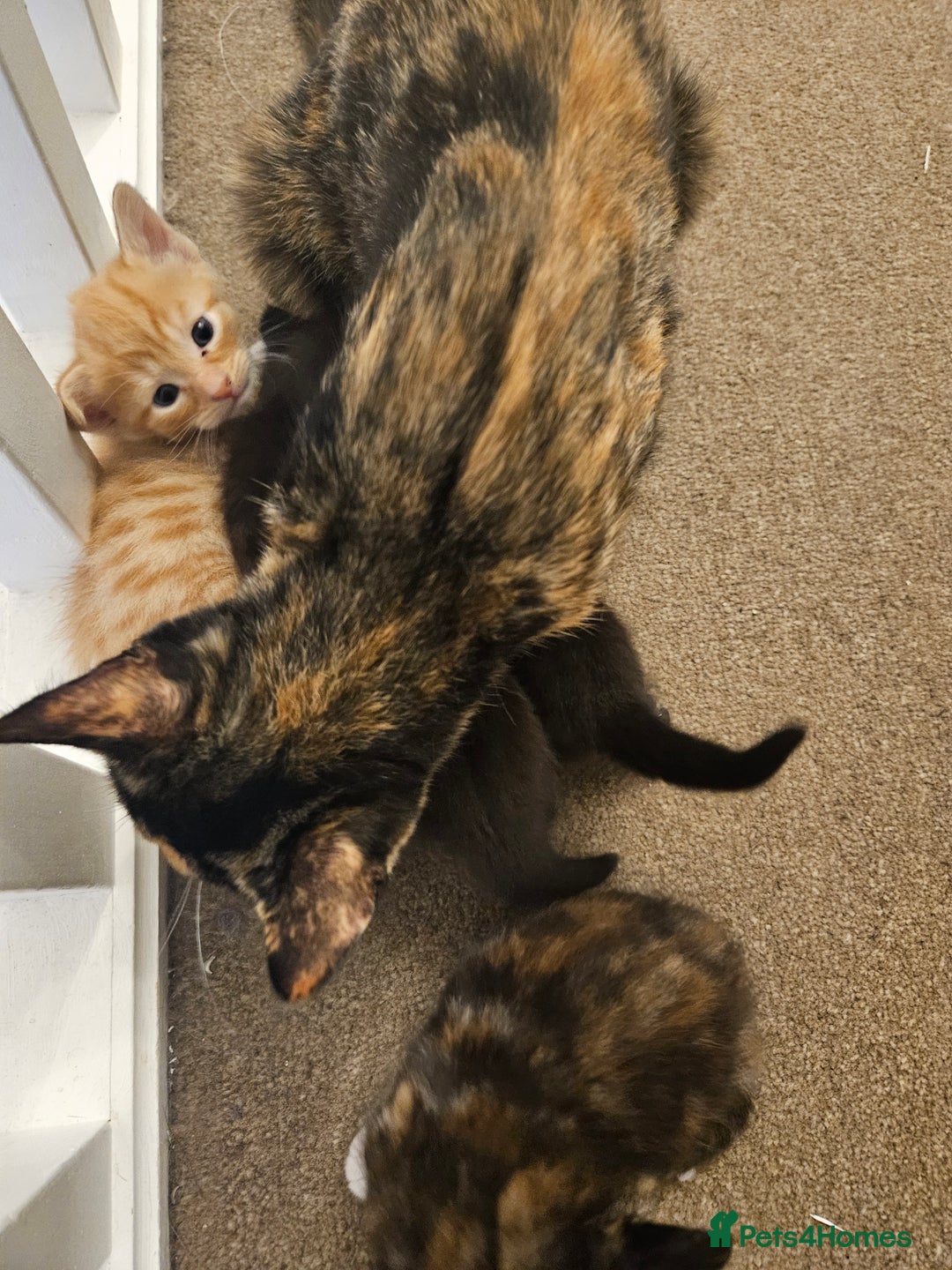 British Shorthair cats for sale: 4 baby kittens and 1 mother  - Image 6