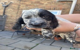 Sprocker dogs for sale: Sprocker pups ready 19th August  - Image 3