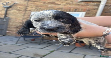 Sprocker dogs - Advert 6