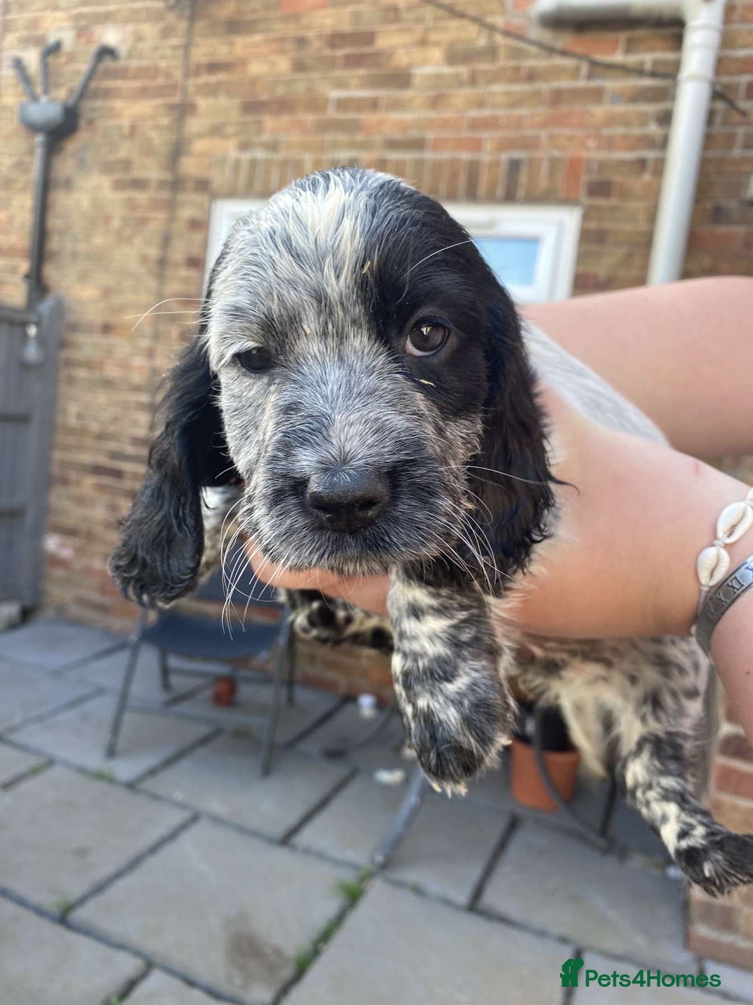 Sprocker dogs for sale: Sprocker pups ready 19th August  - Image 3