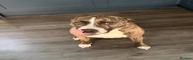 Watson