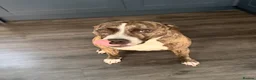 Mixed Breed dogs for sale: Watson in Grimsby - Advert 3