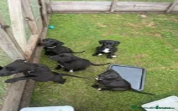 Mixed Breed dogs for sale: Labrador cross lurcher (lurcherdors) in Northallerton - Image 7