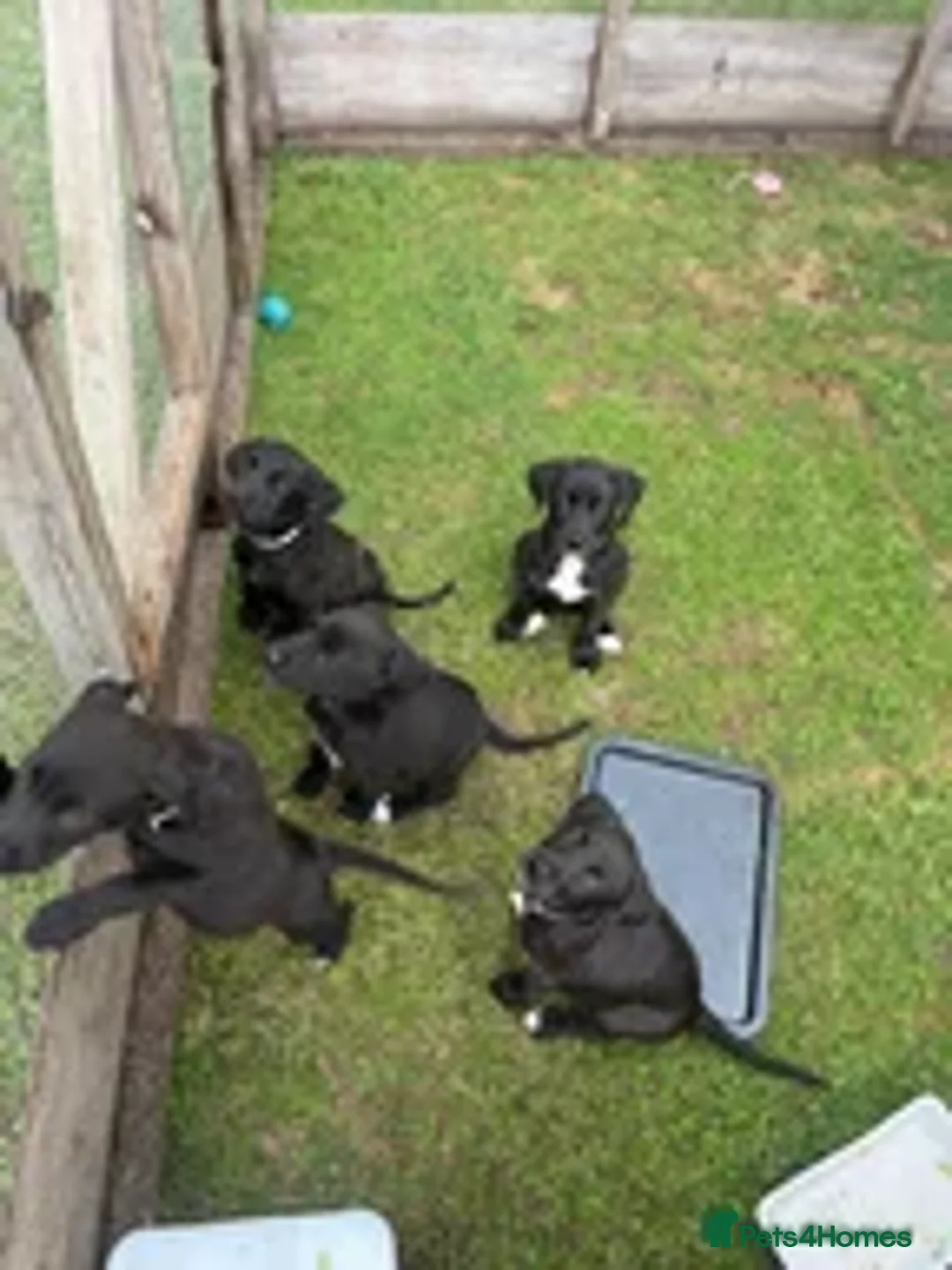 Mixed Breed dogs for sale: Labrador cross lurcher (lurcherdors) in Northallerton - Image 7