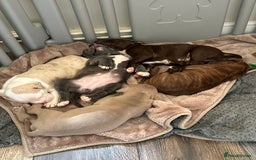 Mixed Breed dogs for sale: Olde English bulldog/ American bulldog - Image 4