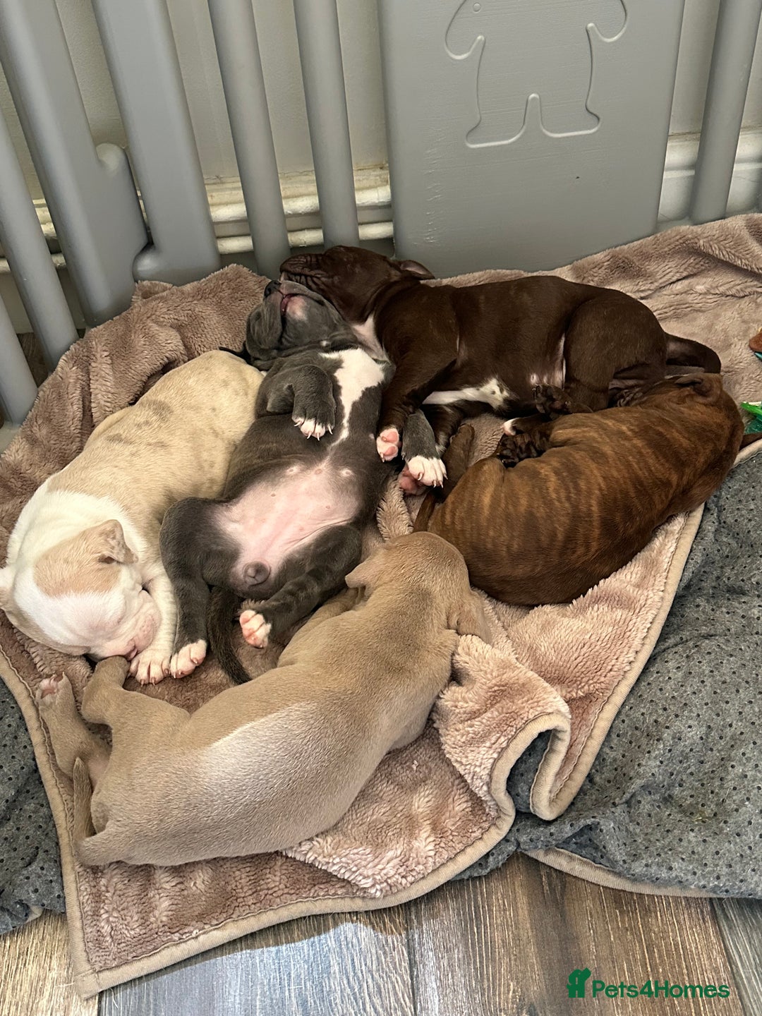 Mixed Breed dogs for sale: Olde English bulldog/ American bulldog - Image 4