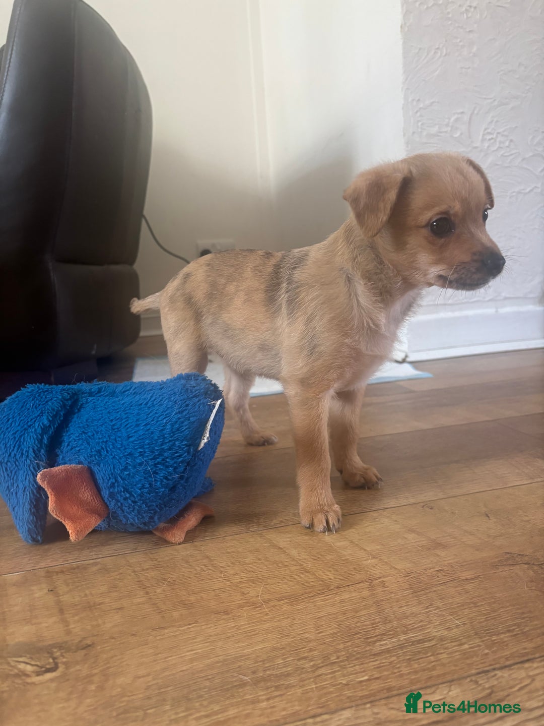Chihuahua dogs for sale: 🩷 FAWN/ MERLE GIRL STILL AVAILABLE🩷 - Image 4