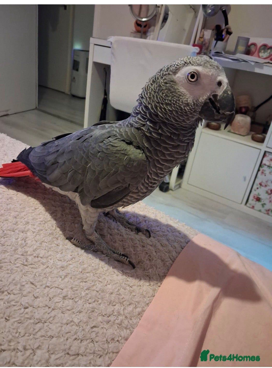 Parrots birds African grey parrot  - Advert 1