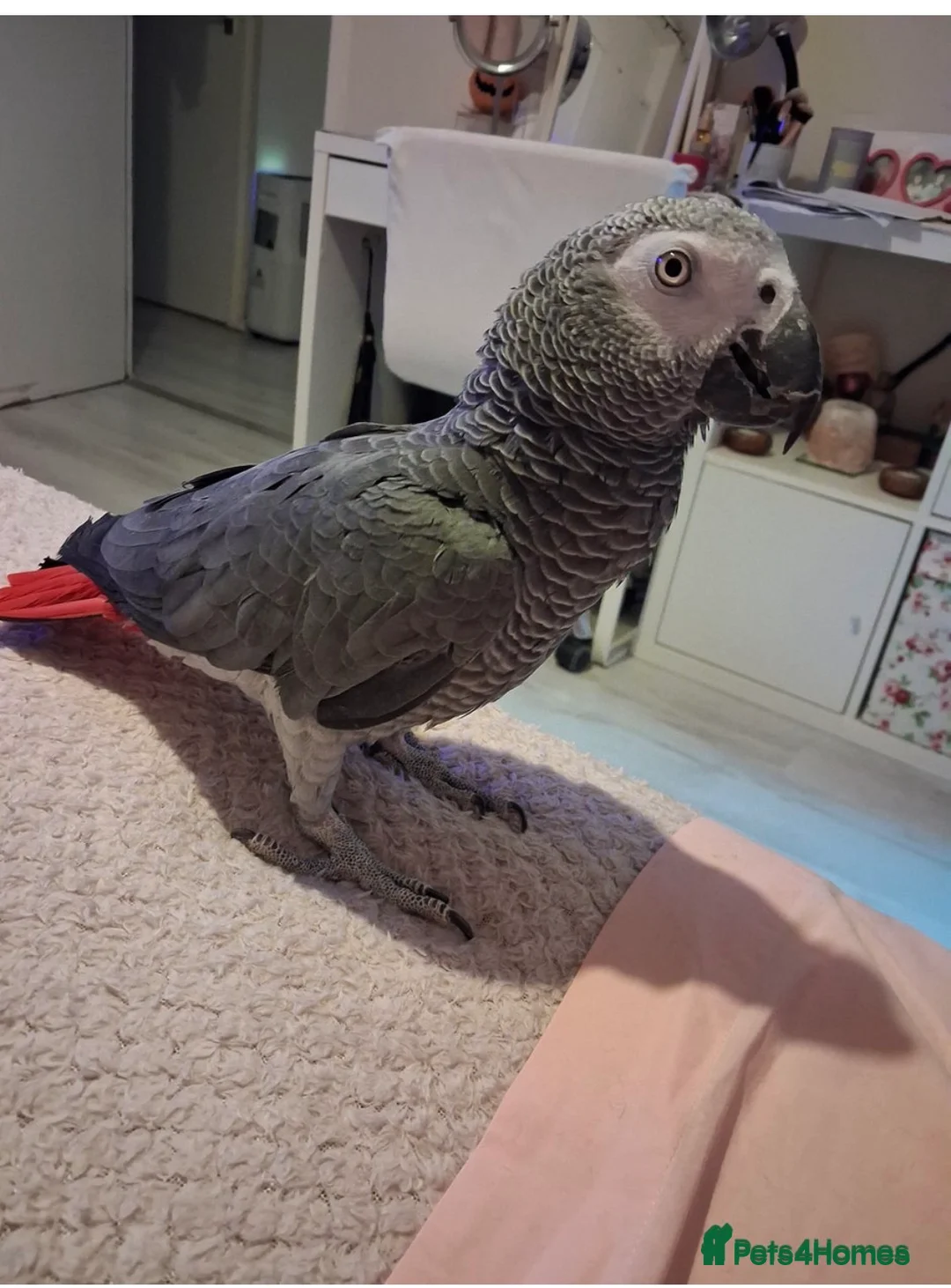 Parrots birds for sale: African grey parrot  - Advert 1