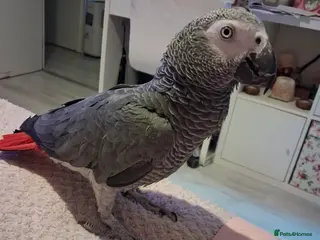 Parrots birds African grey parrot - Advert 6