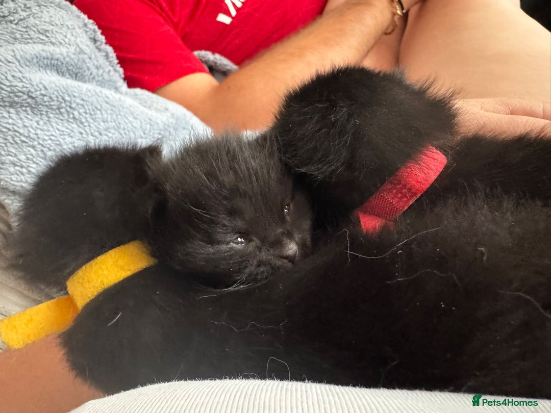 Mixed Breed cats for sale: Black mixed Kittens - Image 10