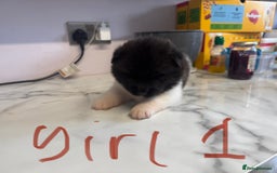 Akita dogs for sale: Bear face American akita puppy for sale  - Image 5