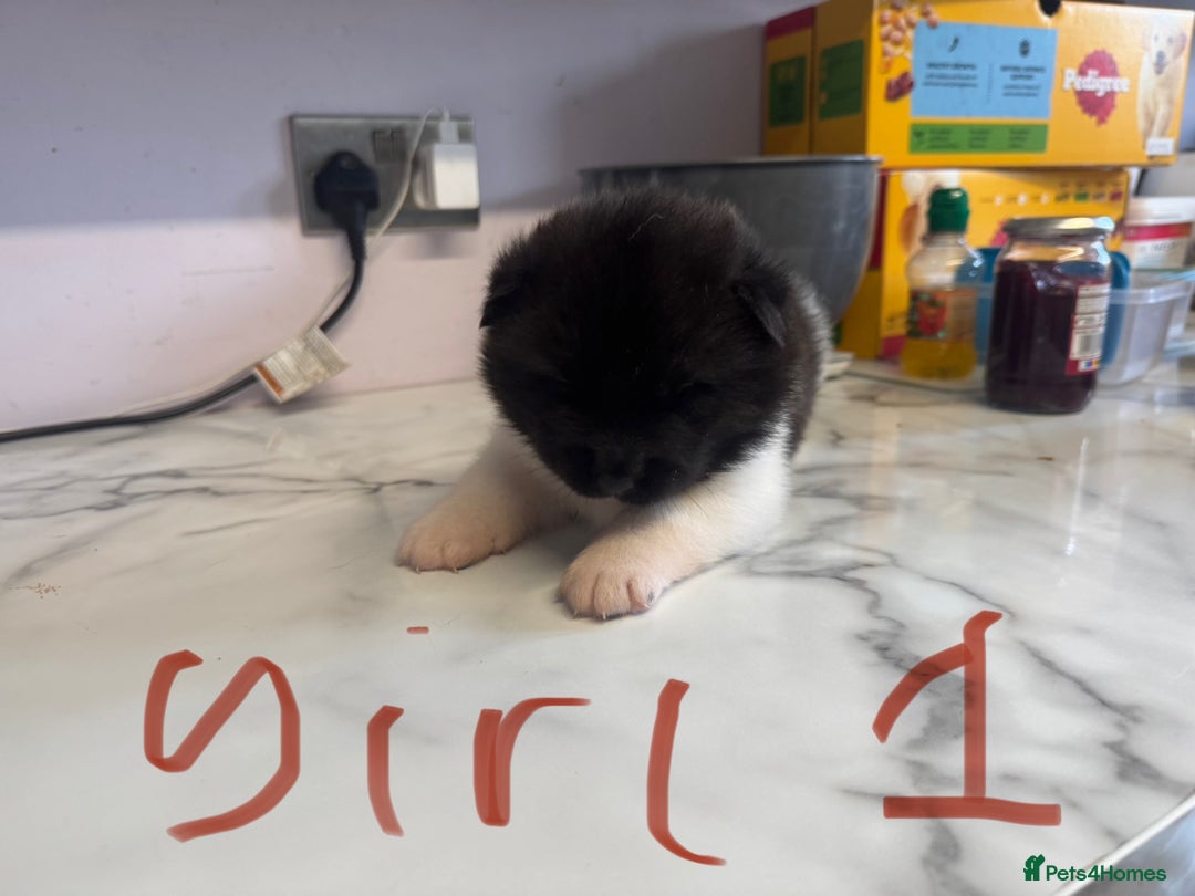 Akita dogs for sale: Bear face American akita puppy for sale  - Image 5