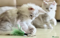 Maine Coon cats for sale: Beautiful Rare Shaded Lines - Image 7