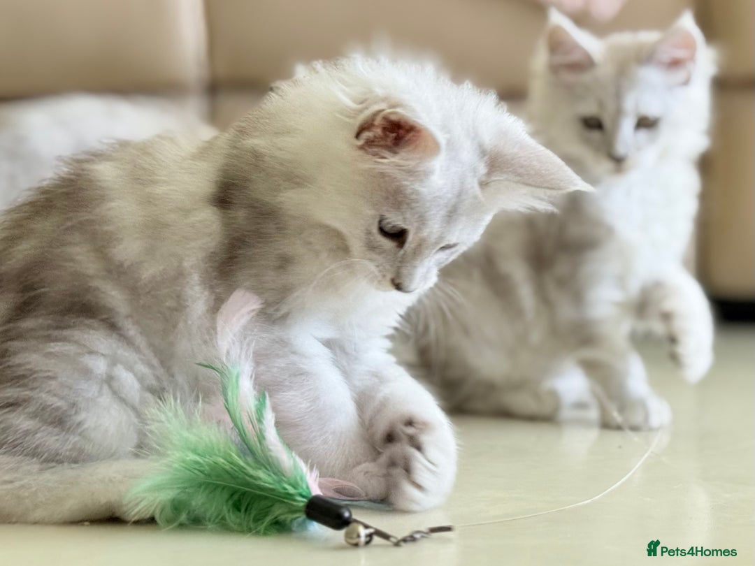 Maine Coon cats for sale: Beautiful Rare Shaded Lines - Image 7