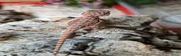 Bearded Dragon reptiles for sale: Baby beardes dragons for sale  - Advert 6