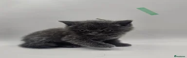 British Shorthair Kitten 4