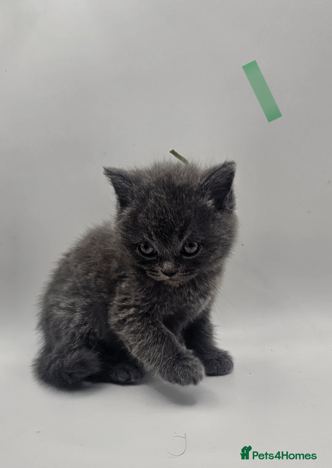 British Shorthair cats for sale: Bsh blue kittens for sale stunning litter in Oldham - Advert 2