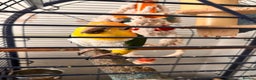 Parrots birds for sale: Caique parrot  - Advert 6