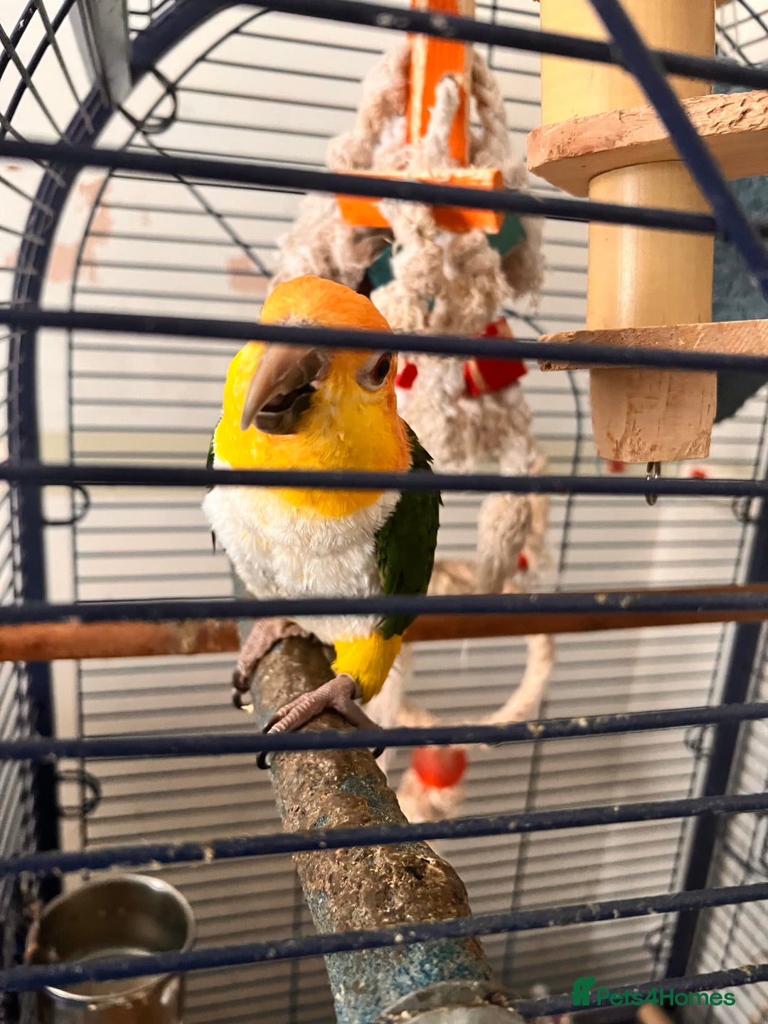 Parrots birds for sale: Caique parrot  - Advert 6