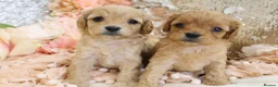 Cavapoo dogs for sale: *HEALTH TESTED*Cavapoo Puppies 5*LICENSED BREEDER* - Advert 29