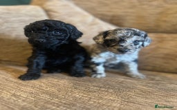 Labradoodle dogs for sale: *ONLY 2 LEFT*, ready to leave 31st oct!! - Image 27