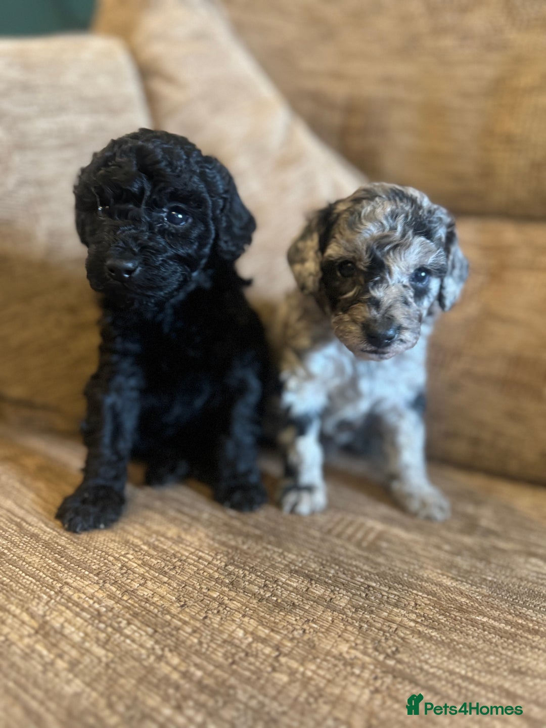 Labradoodle dogs for sale: *ONLY 2 LEFT*, ready to leave 31st oct!! - Image 27