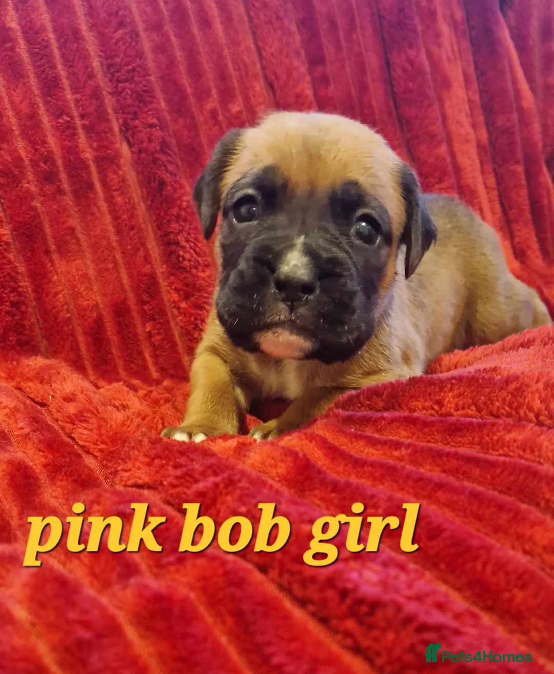 Boxer dogs for sale: KC reg Boxer Puppies - Advert 7