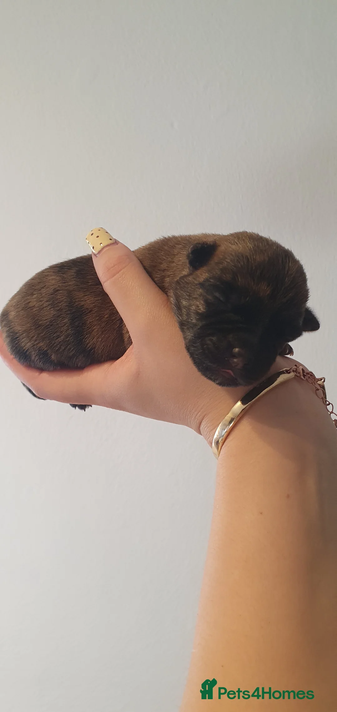 Cairn Terrier dogs for sale: Kc Registered Cairn Terrier puppies Available soon in Tewkesbury - Advert 2